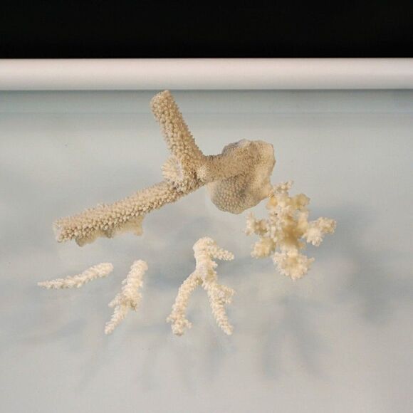 Corals Lot Natural Sea Corals Decorative Display Aquarium - Picture 2 of 6